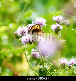 Betchworth, Surrey, UK. 26. Juli 2013. Eine Wiese braun Schmetterling ruht auf einer Distel Blume in einem Feuchtgebiet Wiese am Ufer des River Mole am Betchworth, Surrey Freitag, 26. Juli 2013. Credit: Foto von Lindsay Constable /Alamy Live-Nachrichten Stockfoto