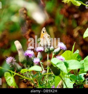 Betchworth, Surrey, UK. 26. Juli 2013. Eine Wiese braun Schmetterling ruht auf einer Distel Blume in einem Feuchtgebiet Wiese am Ufer des River Mole am Betchworth, Surrey Freitag, 26. Juli 2013. Credit: Foto von Lindsay Constable /Alamy Live-Nachrichten Stockfoto