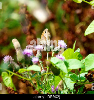 Betchworth, Surrey, UK. 26. Juli 2013. Eine Wiese braun Schmetterling ruht auf einer Distel Blume in einem Feuchtgebiet Wiese am Ufer des River Mole am Betchworth, Surrey Freitag, 26. Juli 2013. Credit: Foto von Lindsay Constable /Alamy Live-Nachrichten Stockfoto