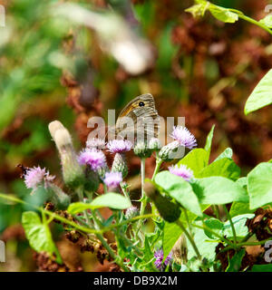 Betchworth, Surrey, UK. 26. Juli 2013. Eine Wiese braun Schmetterling ruht auf einer Distel Blume in einem Feuchtgebiet Wiese am Ufer des River Mole am Betchworth, Surrey Freitag, 26. Juli 2013. Credit: Foto von Lindsay Constable /Alamy Live-Nachrichten Stockfoto