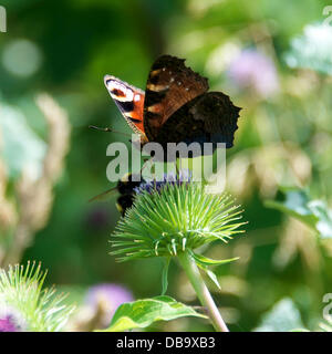 Betchworth, Surrey, UK. 26. Juli 2013. Ein Pfau Schmetterling Inachis Io konkurriert mit einer Biene auf einer Klette Blume in einem Feuchtgebiet Wiese am Ufer des River Mole am Betchworth, Surrey Freitag, 26. Juli 2013. Credit: Foto von Lindsay Constable /Alamy Live-Nachrichten Stockfoto