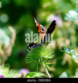 Betchworth, Surrey, UK. 26. Juli 2013. Ein Pfau Schmetterling Inachis Io konkurriert mit einer Biene auf einer Klette Blume in einem Feuchtgebiet Wiese am Ufer des River Mole am Betchworth, Surrey Freitag, 26. Juli 2013. Credit: Foto von Lindsay Constable /Alamy Live-Nachrichten Stockfoto