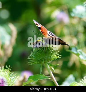 Betchworth, Surrey, UK. 26. Juli 2013. Ein Pfau Schmetterling Inachis Io konkurriert mit einer Biene auf einer Klette Blume in einem Feuchtgebiet Wiese am Ufer des River Mole am Betchworth, Surrey Freitag, 26. Juli 2013. Credit: Foto von Lindsay Constable /Alamy Live-Nachrichten Stockfoto