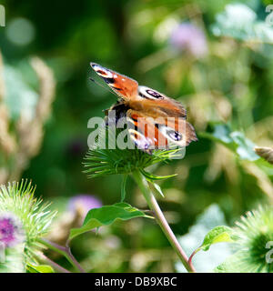 Betchworth, Surrey, UK. 26. Juli 2013. Ein Pfau Schmetterling Inachis Io konkurriert mit einer Biene auf einer Klette Blume in einem Feuchtgebiet Wiese am Ufer des River Mole am Betchworth, Surrey Freitag, 26. Juli 2013. Credit: Foto von Lindsay Constable /Alamy Live-Nachrichten Stockfoto