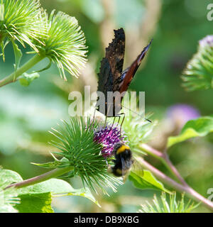 Betchworth, Surrey, UK. 26. Juli 2013. Ein Pfau Schmetterling Inachis Io konkurriert mit einer Biene auf einer Klette Blume in einem Feuchtgebiet Wiese am Ufer des River Mole am Betchworth, Surrey Freitag, 26. Juli 2013. Credit: Foto von Lindsay Constable /Alamy Live-Nachrichten Stockfoto