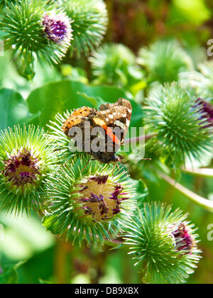 Betchworth, Surrey, UK. 26. Juli 2013. Eine rote Admiral Butterfly Vanessa Atalanta beruht auf einer Klette Blume in einem Feuchtgebiet Wiese am Ufer des River Mole am Betchworth, Surrey Freitag, 26. Juli 2013. Credit: Foto von Lindsay Constable /Alamy Live-Nachrichten Stockfoto