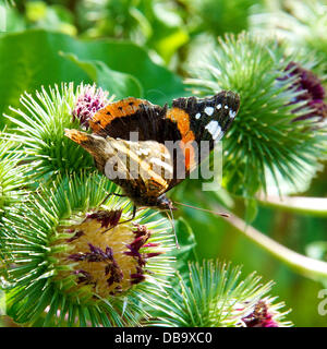 Betchworth, Surrey, UK. 26. Juli 2013. Eine rote Admiral Butterfly Vanessa Atalanta beruht auf einer Klette Blume in einem Feuchtgebiet Wiese am Ufer des River Mole am Betchworth, Surrey Freitag, 26. Juli 2013. Credit: Foto von Lindsay Constable /Alamy Live-Nachrichten Stockfoto