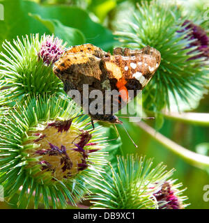 Betchworth, Surrey, UK. 26. Juli 2013. Eine rote Admiral Butterfly Vanessa Atalanta beruht auf einer Klette Blume in einem Feuchtgebiet Wiese am Ufer des River Mole am Betchworth, Surrey Freitag, 26. Juli 2013. Credit: Foto von Lindsay Constable /Alamy Live-Nachrichten Stockfoto