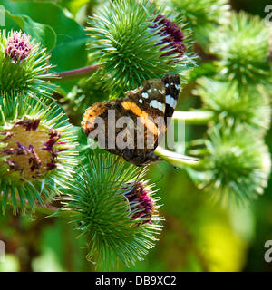 Betchworth, Surrey, UK. 26. Juli 2013. Eine rote Admiral Butterfly Vanessa Atalanta beruht auf einer Klette Blume in einem Feuchtgebiet Wiese am Ufer des River Mole am Betchworth, Surrey Freitag, 26. Juli 2013. Credit: Foto von Lindsay Constable /Alamy Live-Nachrichten Stockfoto