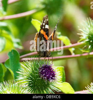 Betchworth, Surrey, UK. 26. Juli 2013. Eine rote Admiral Butterfly Vanessa Atalanta beruht auf einer Klette Blume in einem Feuchtgebiet Wiese am Ufer des River Mole am Betchworth, Surrey Freitag, 26. Juli 2013. Credit: Foto von Lindsay Constable /Alamy Live-Nachrichten Stockfoto