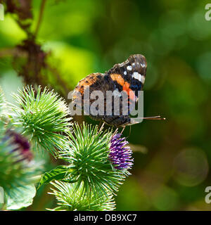 Betchworth, Surrey, UK. 26. Juli 2013. Eine rote Admiral Butterfly Vanessa Atalanta beruht auf einer Klette Blume in einem Feuchtgebiet Wiese am Ufer des River Mole am Betchworth, Surrey Freitag, 26. Juli 2013. Credit: Foto von Lindsay Constable /Alamy Live-Nachrichten Stockfoto