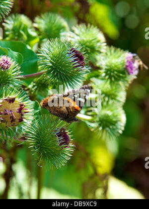 Betchworth, Surrey, UK. 26. Juli 2013. Eine rote Admiral Butterfly Vanessa Atalanta beruht auf einer Klette Blume in einem Feuchtgebiet Wiese am Ufer des River Mole am Betchworth, Surrey Freitag, 26. Juli 2013. Credit: Foto von Lindsay Constable /Alamy Live-Nachrichten Stockfoto