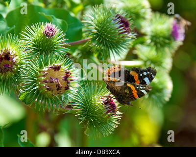 Betchworth, Surrey, UK. 26. Juli 2013. Eine rote Admiral Butterfly Vanessa Atalanta beruht auf einer Klette Blume in einem Feuchtgebiet Wiese am Ufer des River Mole am Betchworth, Surrey Freitag, 26. Juli 2013. Credit: Foto von Lindsay Constable /Alamy Live-Nachrichten Stockfoto