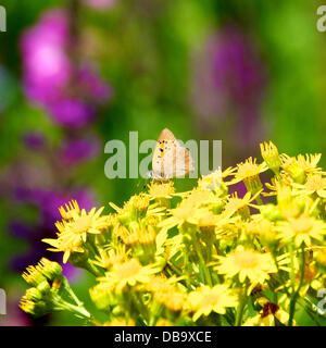 Betchworth, Surrey, UK. 26. Juli 2013. Ein kleiner Schmetterling Kupfer ruht auf Kreuzkraut Blumen auf einer Wiese Feuchtgebiet am Ufer des River Mole am Betchworth, Surrey Freitag, 26. Juli 2013. Credit: Foto von Lindsay Constable /Alamy Live-Nachrichten Stockfoto