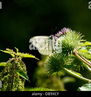 Betchworth, Surrey, UK. 26. Juli 2013. Ein kleiner weißer Schmetterling ruht auf Klette Blumen auf einer Wiese Feuchtgebiet am Ufer des River Mole am Betchworth, Surrey Freitag, 26. Juli 2013. Credit: Foto von Lindsay Constable /Alamy Live-Nachrichten Stockfoto