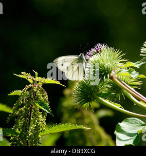 Betchworth, Surrey, UK. 26. Juli 2013. Ein kleiner weißer Schmetterling ruht auf Klette Blumen auf einer Wiese Feuchtgebiet am Ufer des River Mole am Betchworth, Surrey Freitag, 26. Juli 2013. Credit: Foto von Lindsay Constable /Alamy Live-Nachrichten Stockfoto