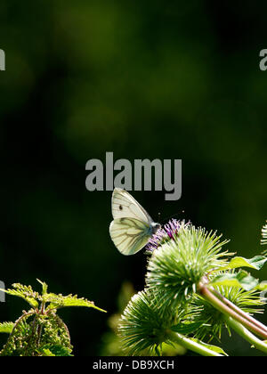 Betchworth, Surrey, UK. 26. Juli 2013. Ein kleiner weißer Schmetterling ruht auf Klette Blumen auf einer Wiese Feuchtgebiet am Ufer des River Mole am Betchworth, Surrey Freitag, 26. Juli 2013. Credit: Foto von Lindsay Constable /Alamy Live-Nachrichten Stockfoto