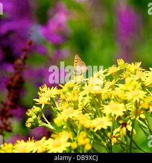 Betchworth, Surrey, UK. 26. Juli 2013. Ein kleiner Schmetterling Kupfer ruht auf Kreuzkraut Blumen auf einer Wiese Feuchtgebiet am Ufer des River Mole am Betchworth, Surrey Freitag, 26. Juli 2013. Credit: Foto von Lindsay Constable /Alamy Live-Nachrichten Stockfoto