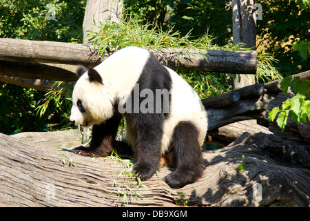 Niedlichen Pandabären aufstehen nach dem schlafen Stockfoto