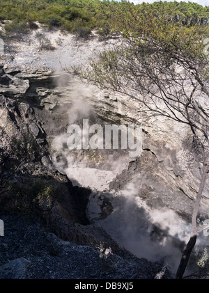 dh Wai O Tapu Thermal Wonderland WAIOTAPU NEW ZEALAND vulkanischen Krater Schlammpfützen Entlüftung Dampf Stockfoto