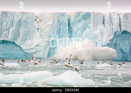 Schwarz-Legged Kittiwake (Rissa Tridactyla) und Northern Fulmar (Fulmarus Cyclopoida) fliehen aus einem großen Kalben Stockfoto