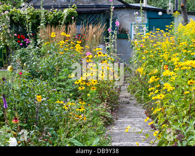 Kegel Blüte (RUDBECKIA), gemeinsame Malve (Alcea rosea), Goldrute (solidago) und false Sunflower (heliopsis helianthoides) Stockfoto