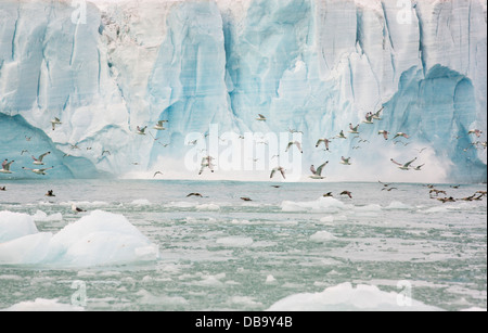 Schwarz-Legged Kittiwake (Rissa Tridactyla) und Northern Fulmar (Fulmarus Cyclopoida) fliehen aus einem großen Kalben Stockfoto