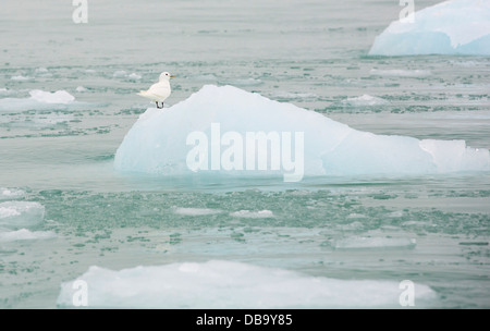 Ein Elfenbein Gull (Pagophila Eburnea) auf einem Eisberg im nördlichen Svalbard in der Hocharktis. Stockfoto