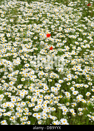 Corn chamomile (anthemis arvensis) und Mais Mohn (Papaver rhoeas) Stockfoto