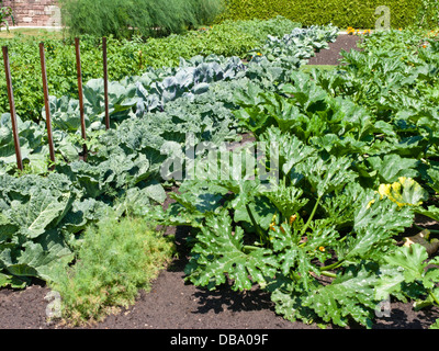 Wirsing (Brassica oleracea var. sabauda), Karotte (Daucus carota subsp. Sativus) und Zucchini (Cucurbita pepo convar. Giromontiina) Stockfoto