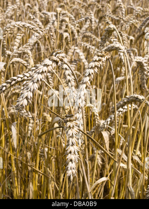 Weizen (Triticum Aestivum) Stockfoto