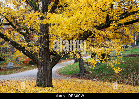 Ein Alter Baum bietet einen lodernden gelben Baldachin über einer ruhigen Friedhof Straße im Herbst, südwestlichen Ohio, USA Stockfoto