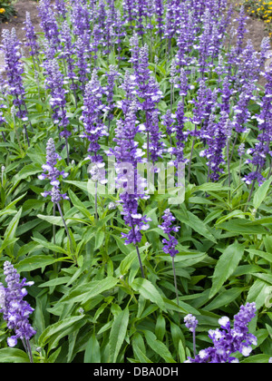 Mehlig Salbei (Salvia farinacea 'Fairy Queen') Stockfoto