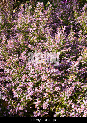 Heide Aster (herrlich Aster ericoides'' syn. Aster vimineus 'Lovely') Stockfoto