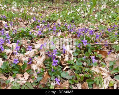 Heide hund Veilchen (Viola canina) Stockfoto