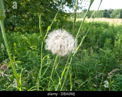 Wiese Schwarzwurzeln (Tragopogon Pratensis) Stockfoto