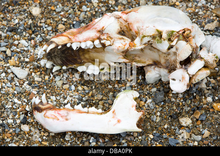 Ein Polar Bear Cub Schädel am Alkefjellet, 79 60̊ 36'n 18 60̊ 27' e in Hinlopenstretet, Spitzbergen, Svalbard. Stockfoto