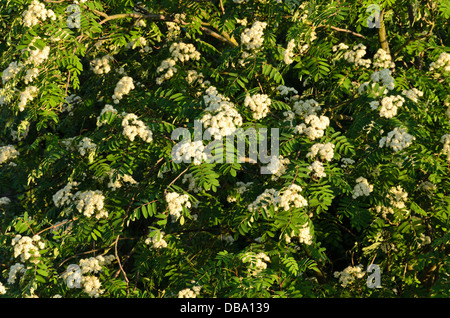 Eberesche (Sorbus aucuparia) Stockfoto