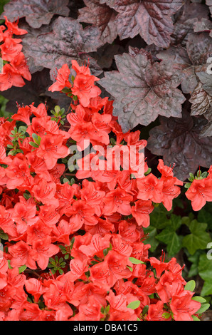 Japanische Azalee (Rhododendron obtusum 'hino-x Crimson") und Fugendüse alumroot (Heuchera micrantha 'Palace purple') Stockfoto