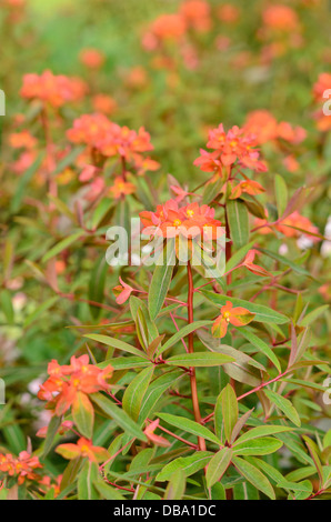 Fireglow Wolfsmilch (Euphorbia griffithii 'fireglow') Stockfoto