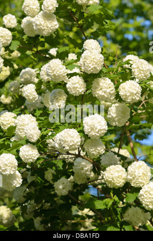 Gefüllte Schneeball (Viburnum opulus) Stockfoto