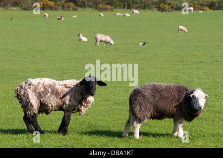 konfrontiert Herdwick und schwarze Schafe, Dalton, Dumfries & Galloway, Schottland Stockfoto