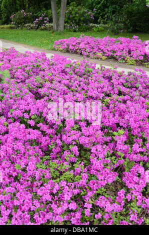 Japanische Azalee (Rhododendron obtusum 'Königstein' x) Stockfoto