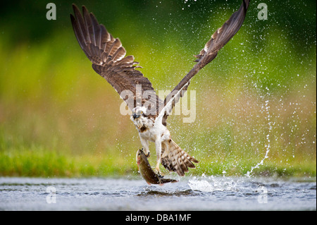 Fischadler (Pandion Haliaetus) Angeln, Cairngorms National Park, Scotland, UK Stockfoto