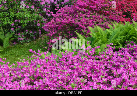 Azaleen (Rhododendron) und Strauß Farn (Matteuccia struthiopteris) Stockfoto