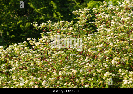 gemeinsamen Hartriegel (Cornus sanguineaund) Stockfoto