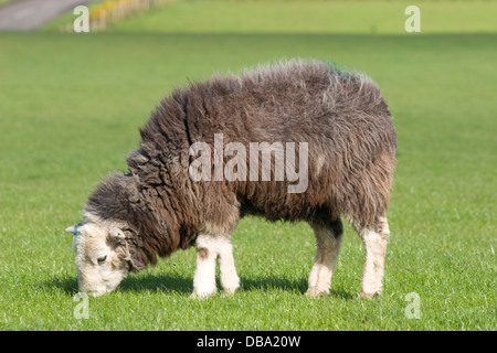 Herdwick Schafe grasen auf Dalton, Dumfries & Galloway, Schottland Stockfoto