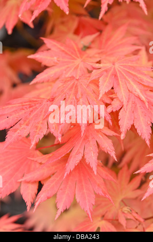 Die shirasawa Ahorn (Acer shirasawanum 'Autumn Moon') Stockfoto