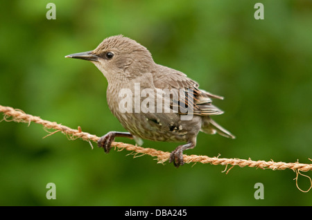 Juvenile Starling an Hop Schnur Stockfoto