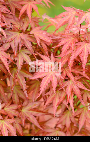 Japanischer Ahorn (Acer palmatum 'Wilson's Pink dwarf') Stockfoto